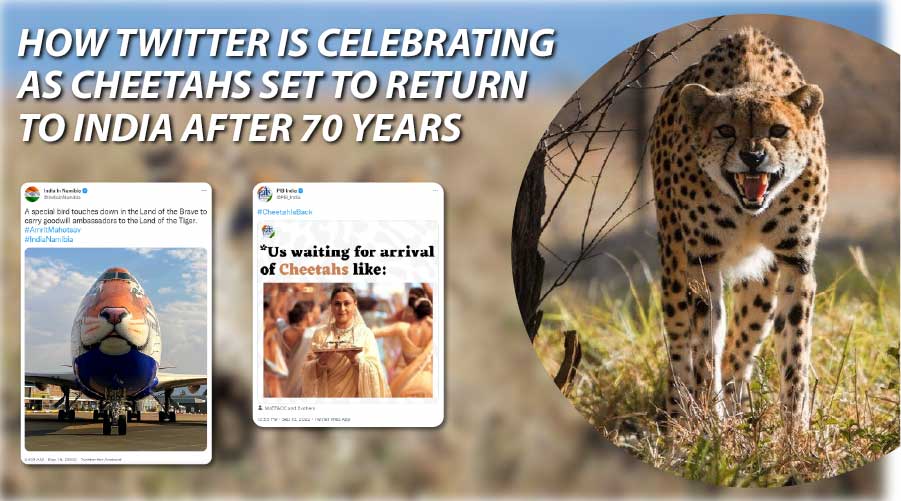 How Twitter Is Celebrating As Cheetahs Set To Return To India After 70 years